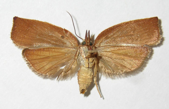 Fig. 21. Adulto hembra mostrando el ventral de <i>Amorbia cacao</i>. Voucher: 00-SRNP-10256-DHJ339145.