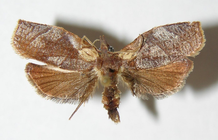 Fig. 18. Adulto macho vista dorsal de <i>Amorbia cacao</i>. Voucher: 00-SRNP-9136-DHJ339132