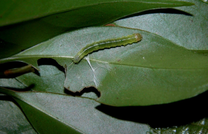 Fig. 1. Larva de <i>Amorbia cacao</i> (Tortricidae), vista dorsal, en planta hospedera <i>Chrysochlamys glauca</i> (Clusiaceae). Voucher: 03-SRNP-3340-DHJ400366.jpg.