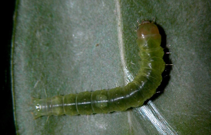 Fig. 3. Larva de <i>Amorbia cacao</i> (Tortricidae), vista dorsal entero, en planta hospedera <i>Chrysochlamys glauca</i> (Clusiaceae). Voucher: 03-SRNP-3340-DHJ400368.jpeg.