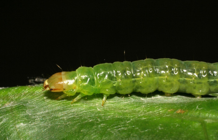 Fig. 5. Larva de <i>Amorbia cacao</i> (Tortricidae) en planta hospedera <i>Persea americana</i> (introducido), (Lauraceae). Aquí se muestra la cabeza y las mandíbulas de forma lateral. Voucher: 07-SRNP-35656-DHJ420145.jpeg