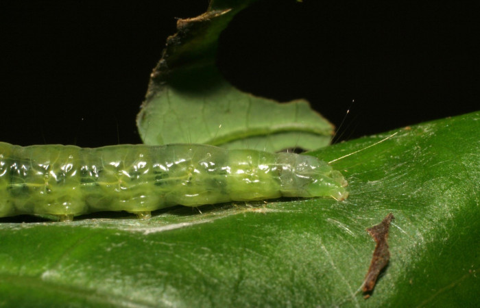 Fig. 7. Larva de <i>Amorbia cacao</i> (Tortricidae), vista lateral trasera, en planta hospedera <i>Persea americana</i> (introducido), (Lauraceae). Voucher: 07-SRNP-35656-DHJ420146.jpeg
