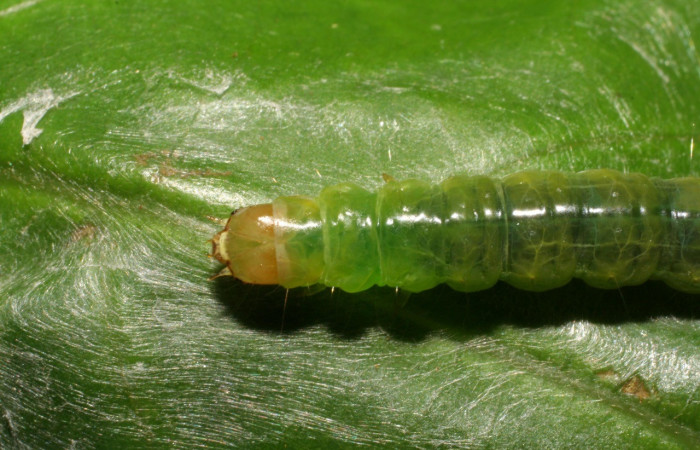Fig. 8. Larva de <i>Amorbia cacao</i> (Tortricidae) en planta hospedera <i>Persea americana</i> (introduced) (Lauraceae). Aquí se muestra el dorsal, se nota el cuello y parte del tórax. Voucher: 07-SRNP-35656-DHJ420147.jpeg
