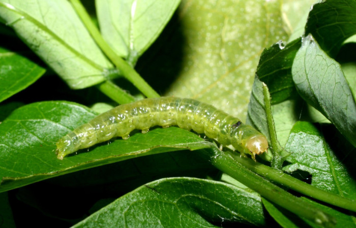 Fig. 14. Larva de <i>Amorbia concavana</i> alimentándose de <i>Albizia adinocephala</i>. Voucher: 08-SRNP-56071-DHJ442669.jpg