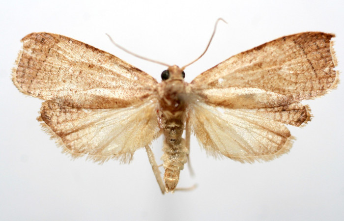 Fig. 23. Adulto vista dorsal de <i>Amorbia decerptana</i>. Voucher: 09-SRNP-103260-DHJ636495.jpg