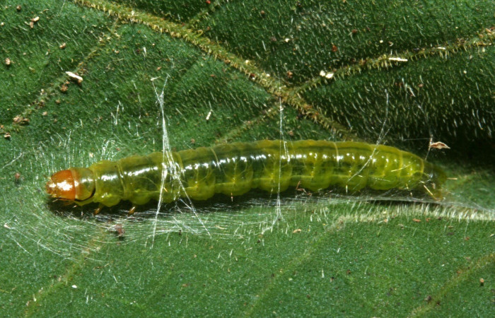 Fig. 15. Larva de <i>Amorbia revolutana</i> alimentándose de <i>Piper auritum</i>. Voucher: 09-SRNP-1557-DHJ453780.jpg