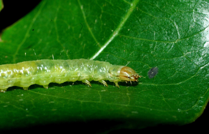Fig. 17. Larva de <i>Amorbia emigratella</i> alimentándose de <i>Tapirira mexicana</i>. Voucher: 09-SRNP-56375-DHJ461593.jpg.