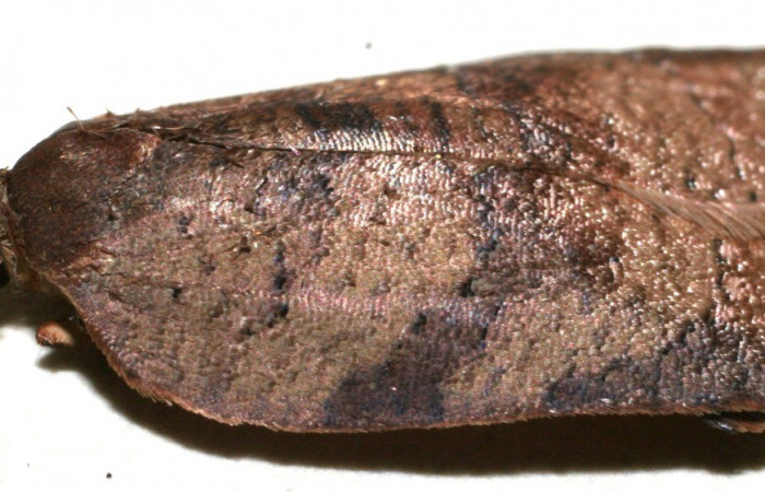 Fig. 25. Adulto vista dorsal de <i>Amorbia eccopta</i>. Voucher: 10-SRNP-109743-DHJ654618.jpg.