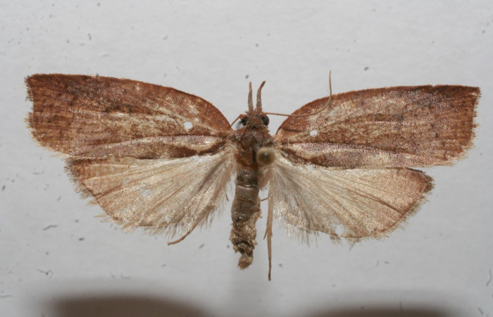 Fig. 26. Adulto vista dorsal de <i>Amorbia exustana</i>. Voucher: 11-SRNP-100685-DHJ661355.jpg.