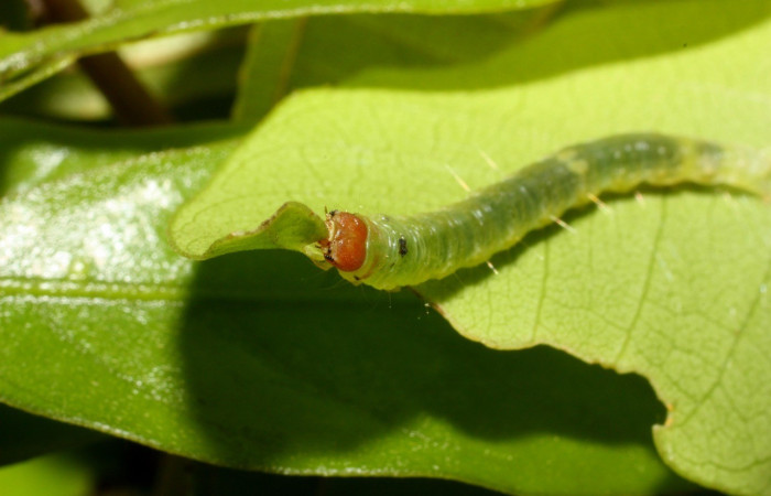 Fig. 9. Larva de <i>Amorbia cacao</i> (Tortricidae), alimentándose en planta hospedera <i>Persea americana</i> (introducido), (Lauraceae). Voucher: 12-SRNP-35174-DHJ490073.jpeg.