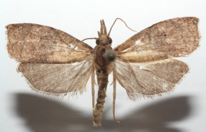 Fig. 27. Adulto vista dorsal de <i>Amorbia depicta</i>. Voucher: 13-SRNP-102834-DHJ675555.jpg.