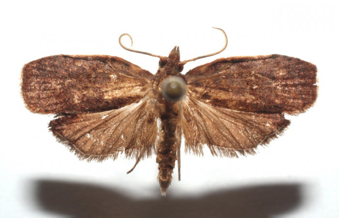 Fig. 28. Adulto vista dorsal de <i>Amorbia revolutana</i>. Voucher: 14-SRNP-103337-DHJ680354.jpg.