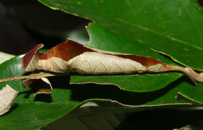 Fig.11. Larva de <i>Prepona dexamenus</i> en posición lateral, mide 35 milímetros de longitud. Voucher : 16-SRNP-31454-DHJ735326.jpg.