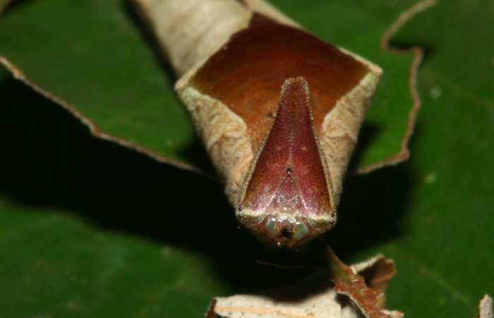 Fig.13. Mostrando cabeza de <i>Prepona dexamenus</i> en posición frontal, mide 8 milímetros de longitud. Voucher : 16-SRNP-31454-DHJ735327.jpg.