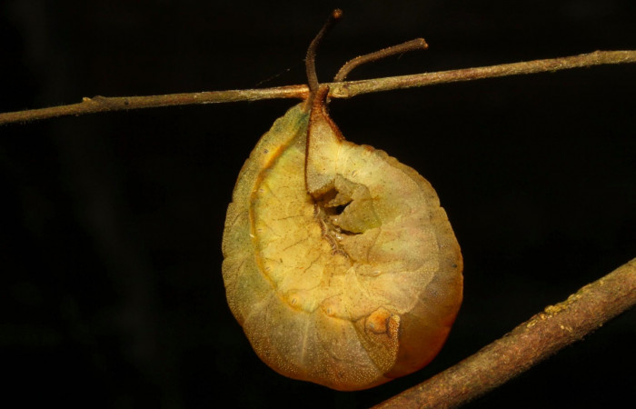 Fig.15. Prepupa de<i> Prepona dexamenus</i> en posición lateral, mide 30 milímetros de longitud. Voucher : 16-SRNP-30682-DHJ735008.jpg.