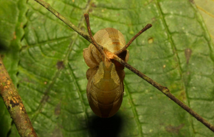 Fig.16. Prepupa de <i>Prepona dexamenus</i>en posición lateral, mide 30 milímetros de longitud. Voucher : 16-SRNP-30682-DHJ735011.jpg.