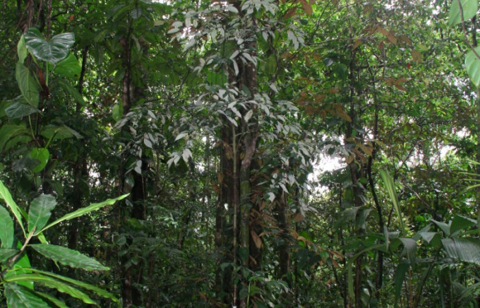 Fig.19. Planta hospedera de <i>Prepona dexamenus</i>, <i>Licania hypoleuca</i> (Chrysobalanaceae)