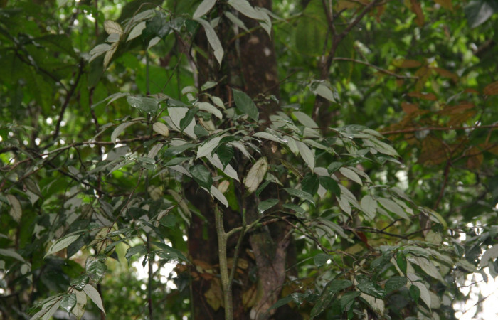Fig.20. Mostrando ramas de <i>Licania hypoleuca </i>(Chrysobalanaceae), planta hospedera de <i>Prepona dexamenus</i>.