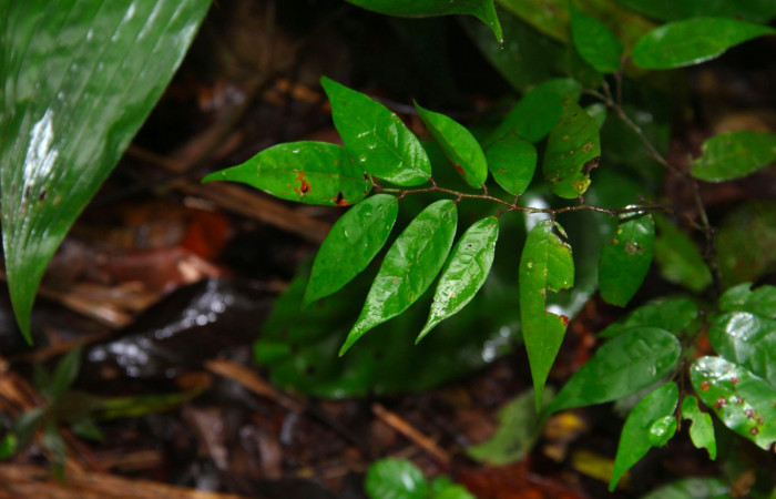 Fig.21. Mostrando hojas de <i>Licania hypoleuca</i> (Chrysobalanaceae), planta hospedera de <i>Prepona dexamenus</i>.