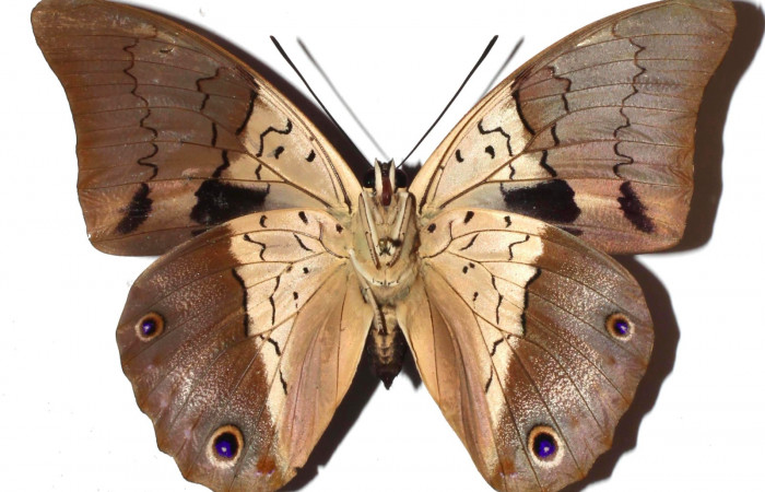 Fig. 3. Adulto de <i>Prepona dexamenus</i>, Hembra en posición ventral, mide 87 milímetros de longitud con alas extendidas. Voucher : 16-SRNP-31662-DHJ925559.jpg.