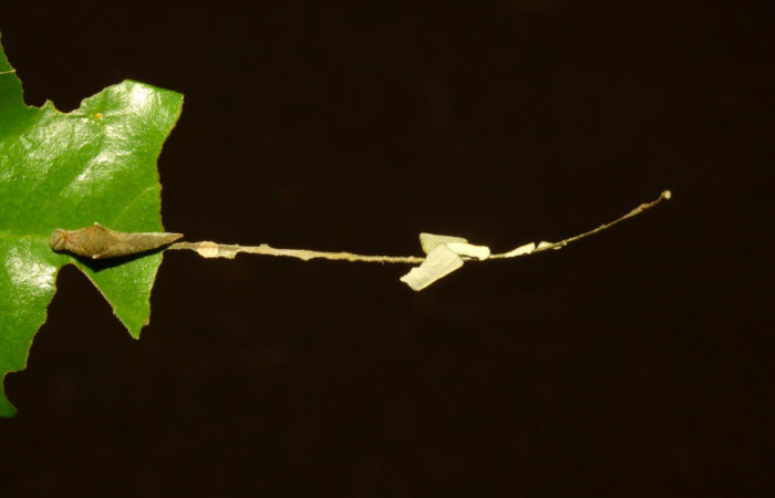 Fig.6. Larva de <i>Prepona dexamenus</i> en posición dorsal, mide 12 milímetros de longitud. Voucher : 16-SRNP-30661-DHJ729747.jpg.