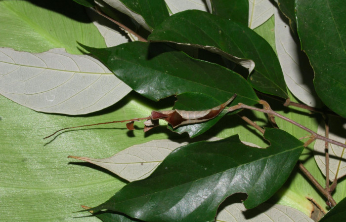 Fig.9. Mostrando larva de <i>Prepona dexamenus</i>, en su habitad natural en posición dorsal, mide 35 milímetros de longitud. Voucher : 16-SRNP-31454-DHJ735323.jpg.