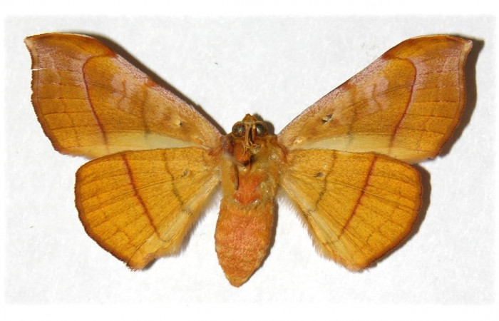 Fig. 10 Adulto Argidia aufidia (Erebidae), hembra vista ventral, mide 45mm. Area Administrativa, Sector Santa Rosa, 295m, Sector Santa Rosa, 295m. 93-SRNP-7307-DHJ313881
