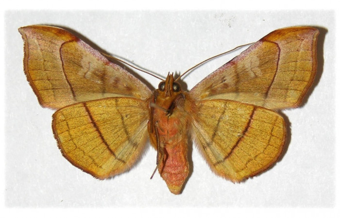 Fig. 2 Adulto Argidia aufidia (Erebidae), hembra vista lateral mide 48mm. Sendero Bejuquilla, Sector El Hacha, 280m. 01-SRNP-9750-DHJ313879.
