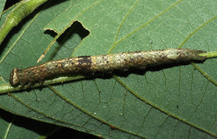 Fig. 5 Larva Argidia Poole05DHJ02 (Erebidae), vista lateral mide 45mm. Sendero Bejuquilla, Sector El Hacha, 280m. 17-SRNP-21135-DHJ710757.jpg-