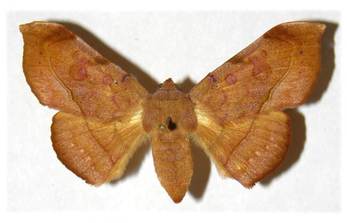 Fig. 08 Adulto Argidia aufidia (Erebidae), hembra, vista lateral mide 45mm. Area Administrativa, Sector Santa Rosa, 295m. 93-SRNP-7307-DHJ313880