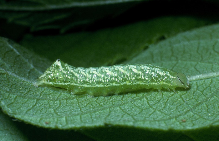Fig. 12. Larva de <i>Cropia minthe</i> (Noctuidae), alimentándose de <i>Varronia guanacastensis</i> (Boraginaceae). Voucher:04-SRNP-12008-DHJ83552.jpg