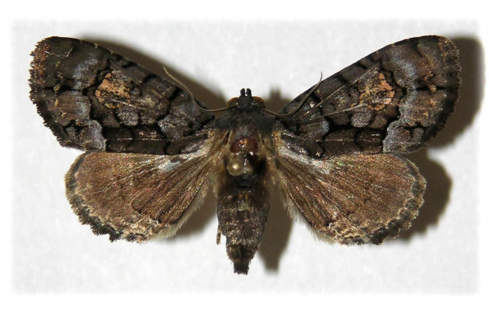 Fig. 5. Adulto de <i>Cropia hadenoides</i> (Noctuidae), patrones oscuros para un mejor camuflaje .Voucher: 04-SRNP-47028-DHJ314732