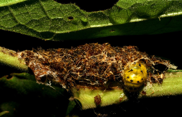 Fig. 33. Larva de <i>Cropia</i> Poole01 (Noctuidae), realizando capullo para protegerse de depredadores o insectos parasitos..Voucher: 05-SRPN-32869-DHJ405017