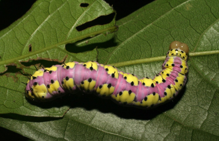 Fig. 10. Larva de <i>Cropia philosopha</i> (Noctuidae), alimentándose de <i>Cordia croatii</i> (Cordiaceae). Voucher: 07-SRNP-36087-DHJ422027.jpg