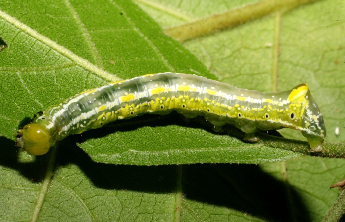 Fig. 8. Larva de <i>Cropia connecta</i> (Noctuidae), alimentándose de <i>Cordia alliodora</i> (Cordiaceae). Voucher: 08-SRNP-21521-DHJ438256.jpg