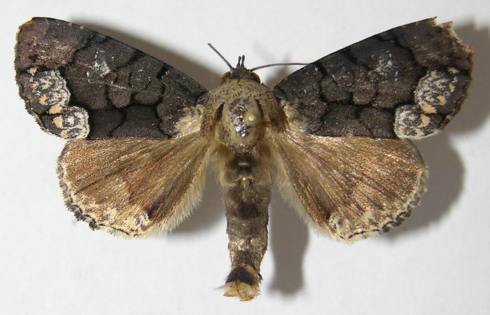 Fig. 15. Adulto de <i>Cropia isidora</i> (Noctuidae), alas anteriores grises con llineas negras y patrones beige, sus alas posteriores grises. Voucher: 09-SRNP-22611-DHJ522600