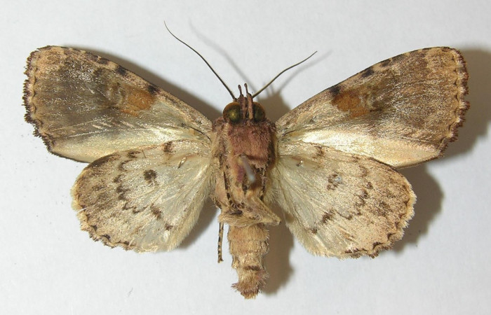 Fig. 37. Hembra de <i>Cropia</i> Poole01 (Noctuidae), vista ventral coloración grisácea con beige. Voucher: 10-SRNP-22139-DHJ540071