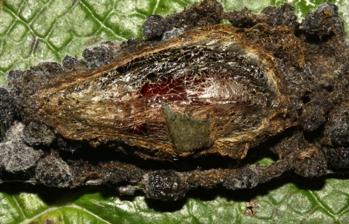 Fig. 35. Vista ventral de Capullo donde se encuentra la pupa <i>Cropia</i> Poole01 (Noctuidae), se puede observar el color café de la misma y la seda utilizada por la oruga para su confección. Voucher: 12-SRPN-31491-DHJ700071