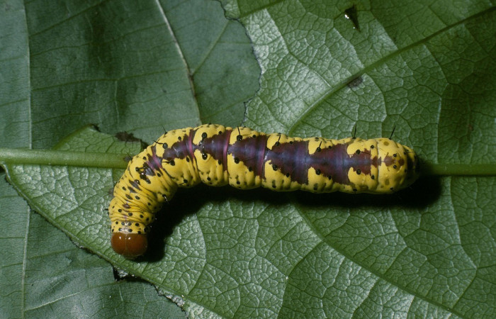 Fig. 23. Larva de <i>Cropia</i> Poole02 (Noctuidae), alimentandose de <i>Cordia croatii</i> (Cordaceae). Voucher: 04-SRNP-49732-DHJ87451.jpeg
