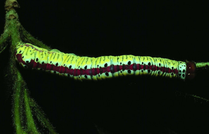 Fig. 16. Larva de <i>Cropia europs</i> (Noctuidae), alimentándose de <i>Cordia alliodora</i> (Cordiaceae). Voucher: 81-SRNP-363-DHJ2437.jpg