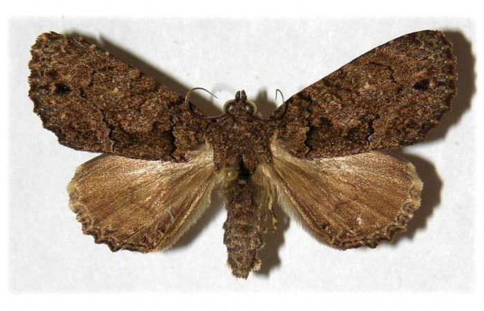 Fig. 3. Hembra de <i>Cropia grandimacula</i> (Noctuidae), hembra con pocas diferiencias  sexual con el machos de su especie.Voucher: 92-SRNP-2780-DHJ314680