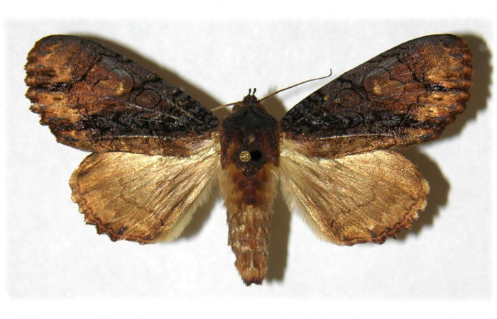 Fig. 17. Adulto de <i>Cropia europs</i> (Noctuidae), alas anteriores grises en la parte basal del ala mas oscuro,  alas posteriores grises. Voucher:99-SRNP-16381-DHJ314868