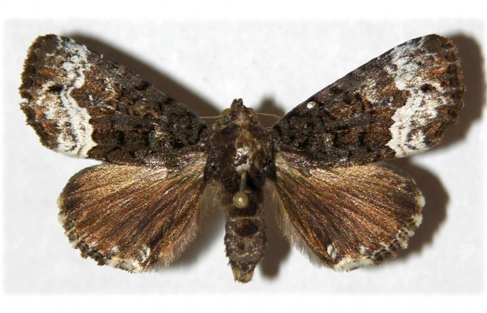 Fig. 13. Adulto de <i>Cropia minthe</i> (Noctuidae), alas anteriores grises en sus bases, beige cerca del ápice alar, alas posteriores grises. Voucher: 99-SRNP-16610-DHJ314674
