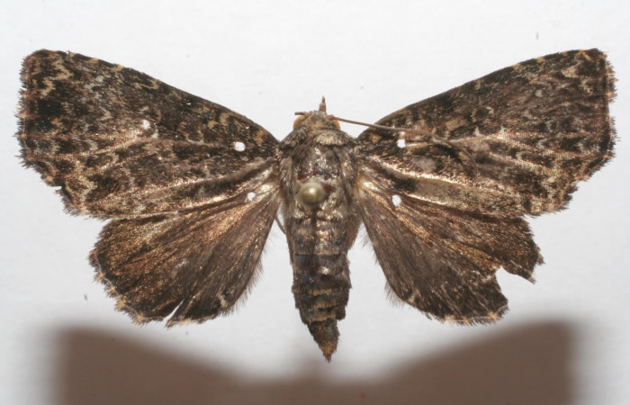 Figura 12. Adulto <i>Drobeta</i> Poole05 (Noctuidae). Área de Conservación Guanacaste, Sector Santa Rosa. 07-SRNP-105991-DHJ615955.jpg.     