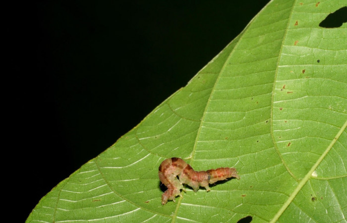 Figura 7. Larva <i>Drobeta</i> Poole04 (Noctuidae), posición entero dorsal en la hoja de la planta <i>Byttneria catalpifolia</i> (Moraceae). 07-SRNP-3479-DHJ426273.jpg.