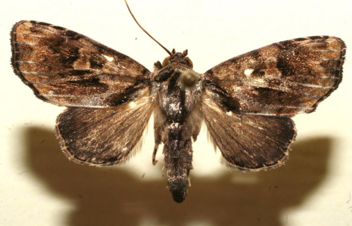 Figura 9. Adulto <i>Drobeta</i> Poole04 (Noctuidae). Área de Conservación Guanacaste, Sector Santa Rosa. 09-SRNP-108658-DHJ641893.jpg.     