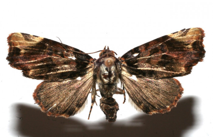 Figura 1. Adulto <i>Drobeta</i> Poole03 (Noctuidae). Área de Conservación Guanacaste, Sector Santa Rosa. 11-SRNP-102052-DHJ662722.jpg.