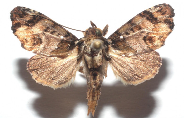 Figura 15. Adulto <i>Drobeta</i> guanacasteDHJ01 (Noctuidae). Área de Conservación Guanacaste, Sector Santa Rosa. 14-SRNP-101788-DHJ678805.jpg.