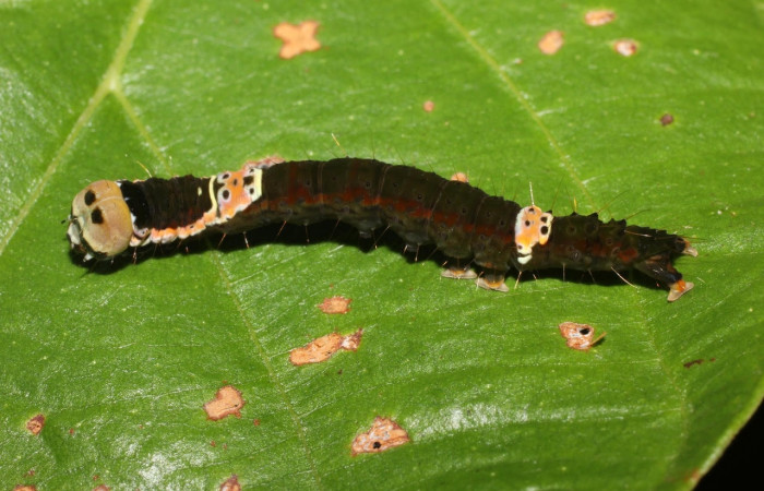 Figura 10. Larva <i>Drobeta</i> Poole05 (Noctuidae), posición entero dorsal en la hoja de la planta <i>Cecropia peltata</i> (Urticaceae). 17-SRNP-1006-DHJ704458.jpg.