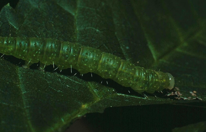 Figura 2. Larva <i>Drobeta</i> Poole03 (Noctuidae). posición entero dorsal en la hoja de la planta <i>Maclura tinctoria</i> (Moraceae). 83-SRNP-1226-DHJ6211.jpg.